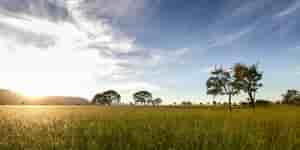 Goiania
